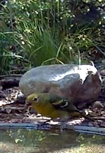 Western Tanager - ML639998618