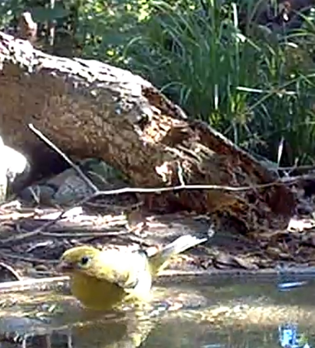 Western Tanager - ML639998619