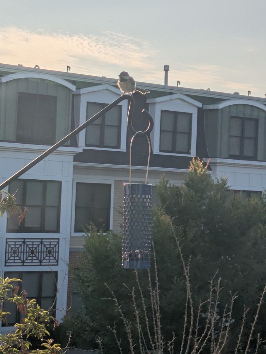 Black-capped Chickadee - ML639998658