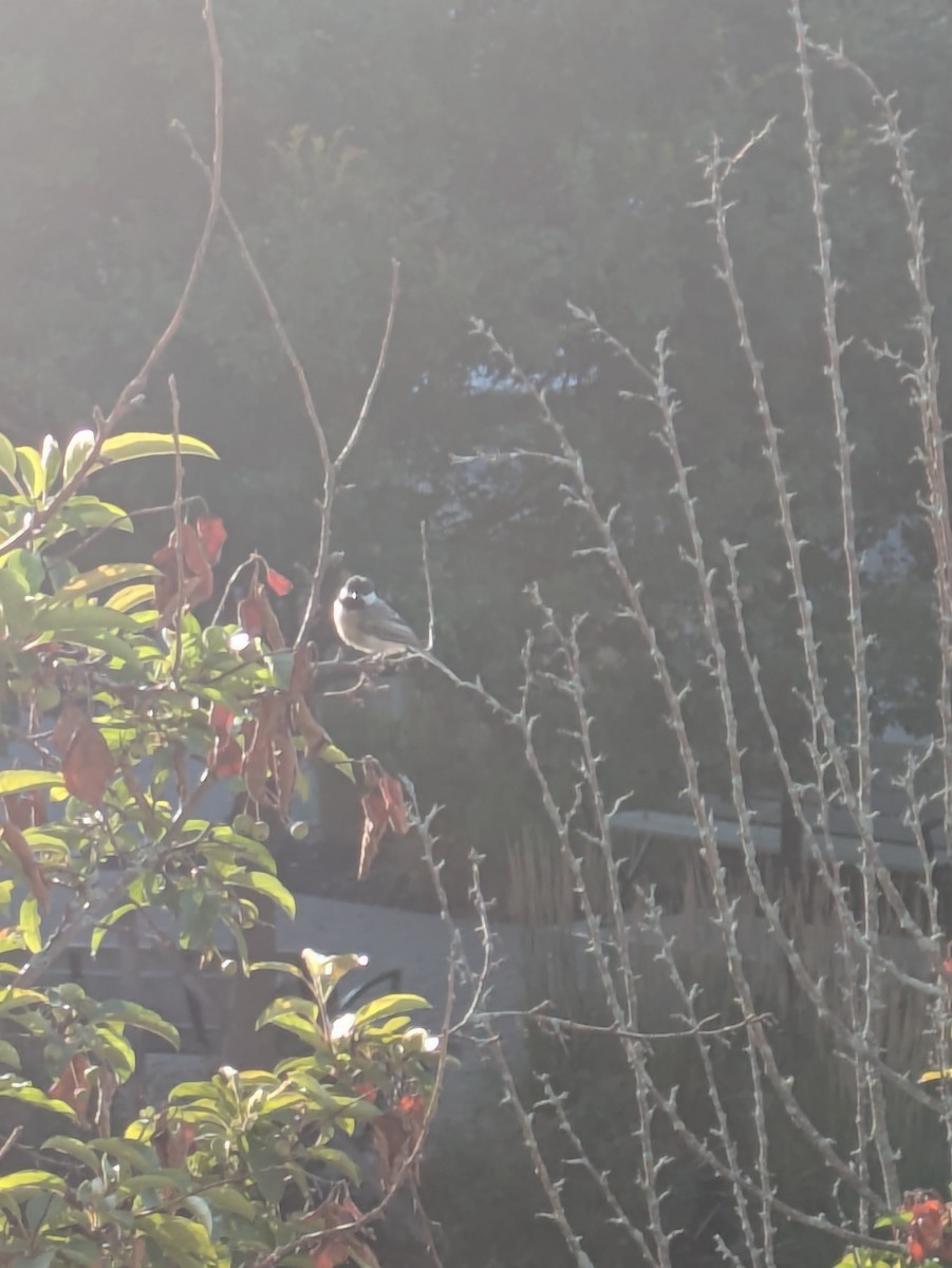 Black-capped Chickadee - ML639998659