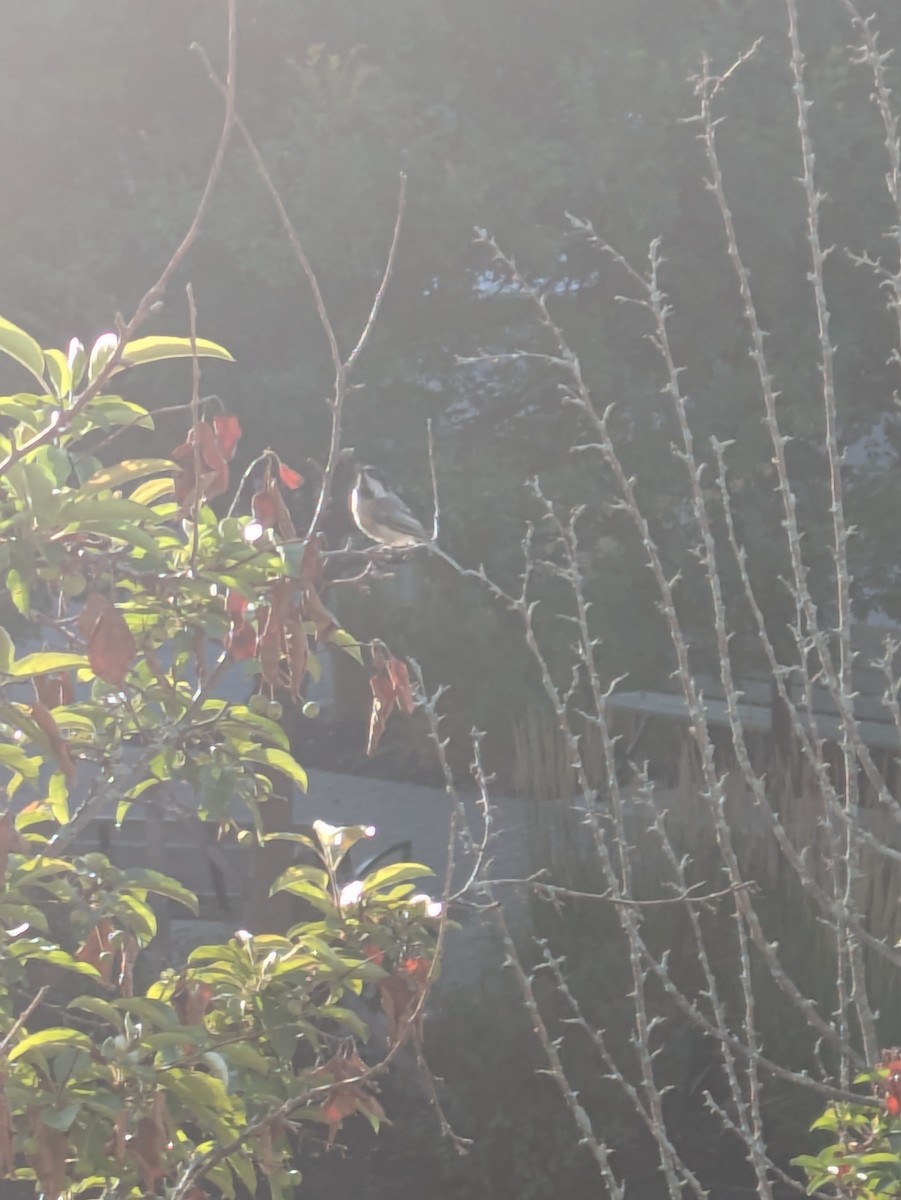 Black-capped Chickadee - ML639998660