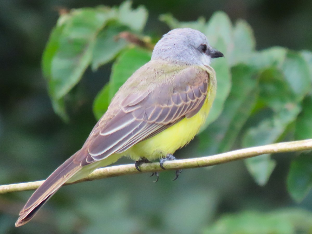 Tropical Kingbird - ML639998688