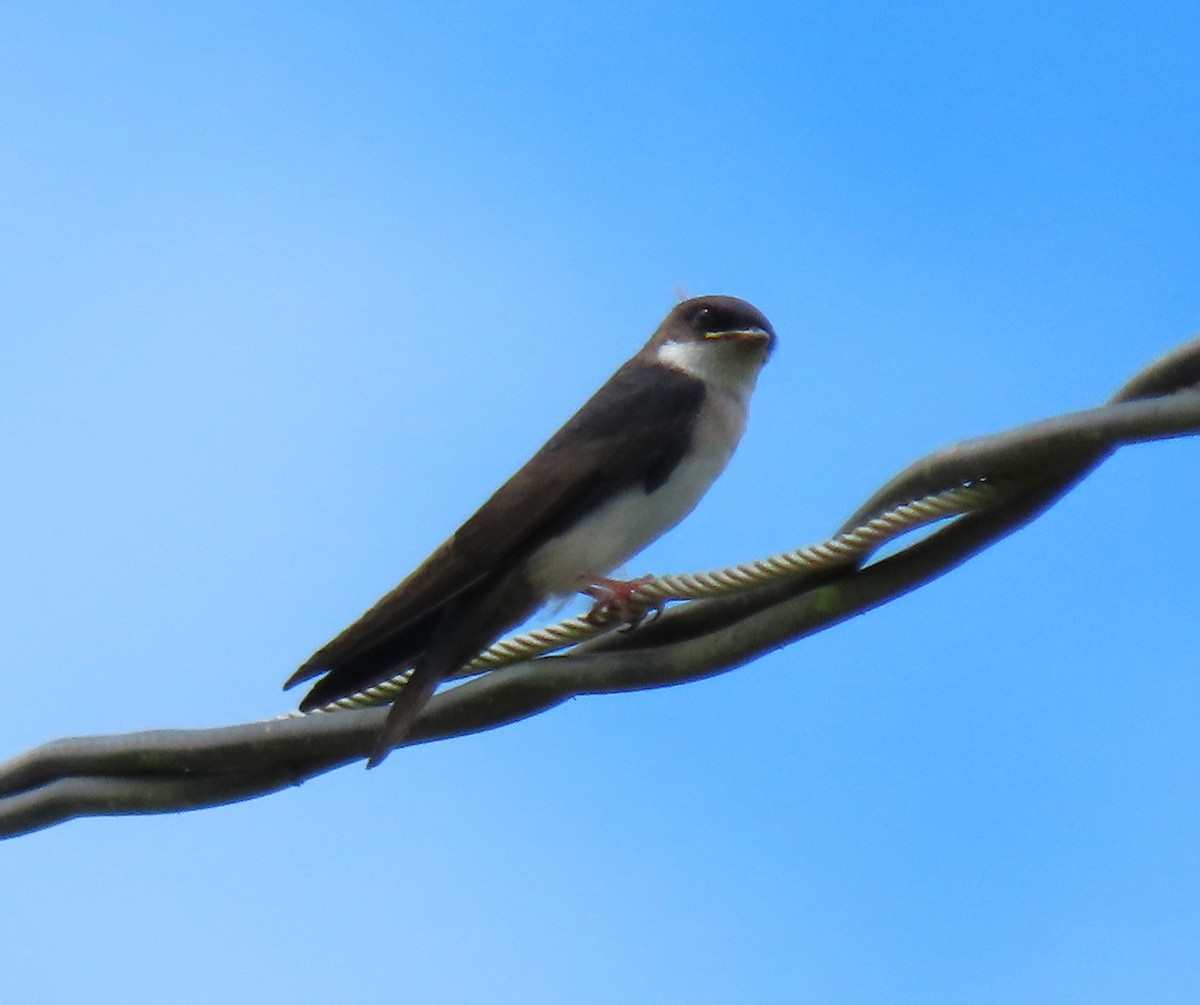 Blue-and-white Swallow - ML639998699