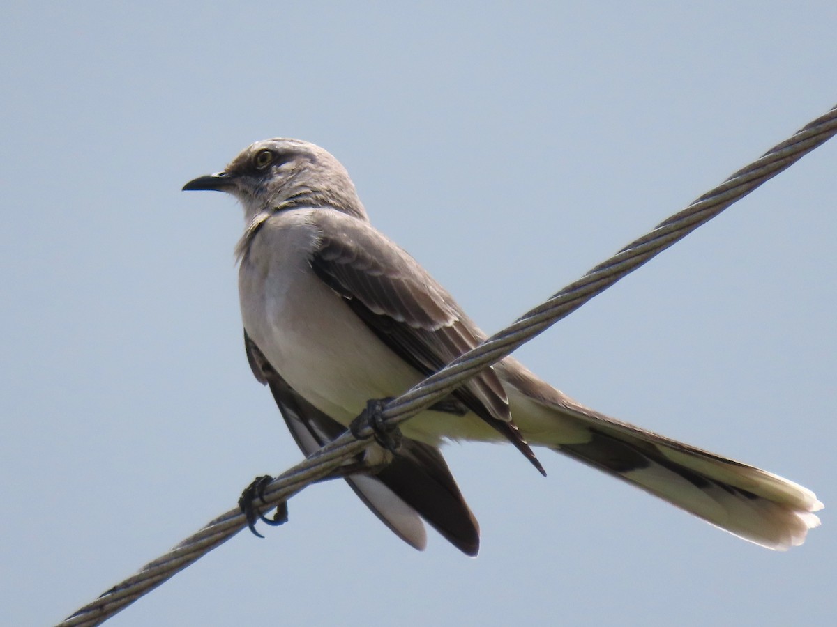 Tropical Mockingbird - ML639998707