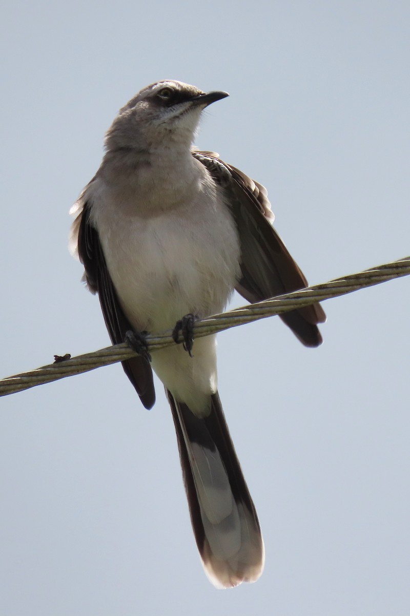 Tropical Mockingbird - ML639998717
