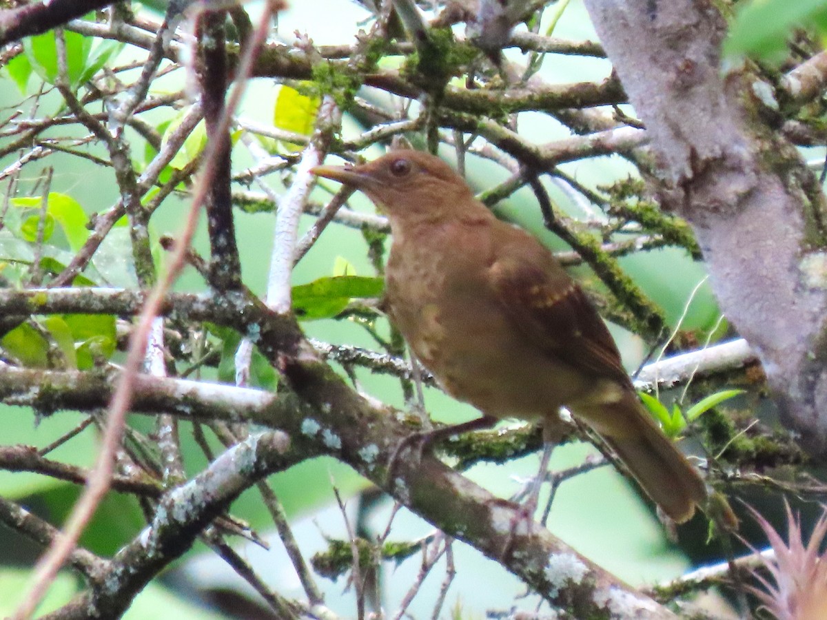 Clay-colored Thrush - ML639998723