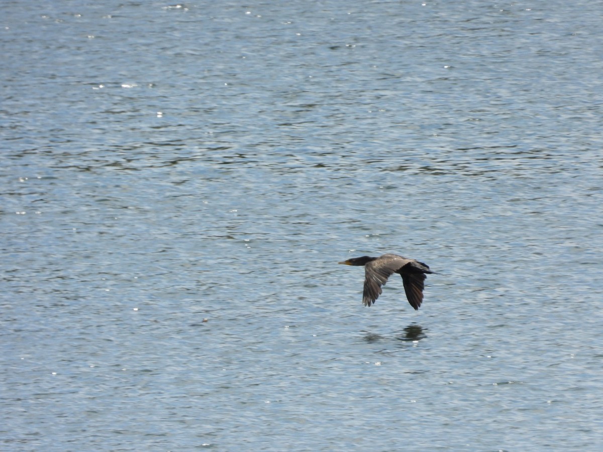 Cormorán Orejudo - ML639998725