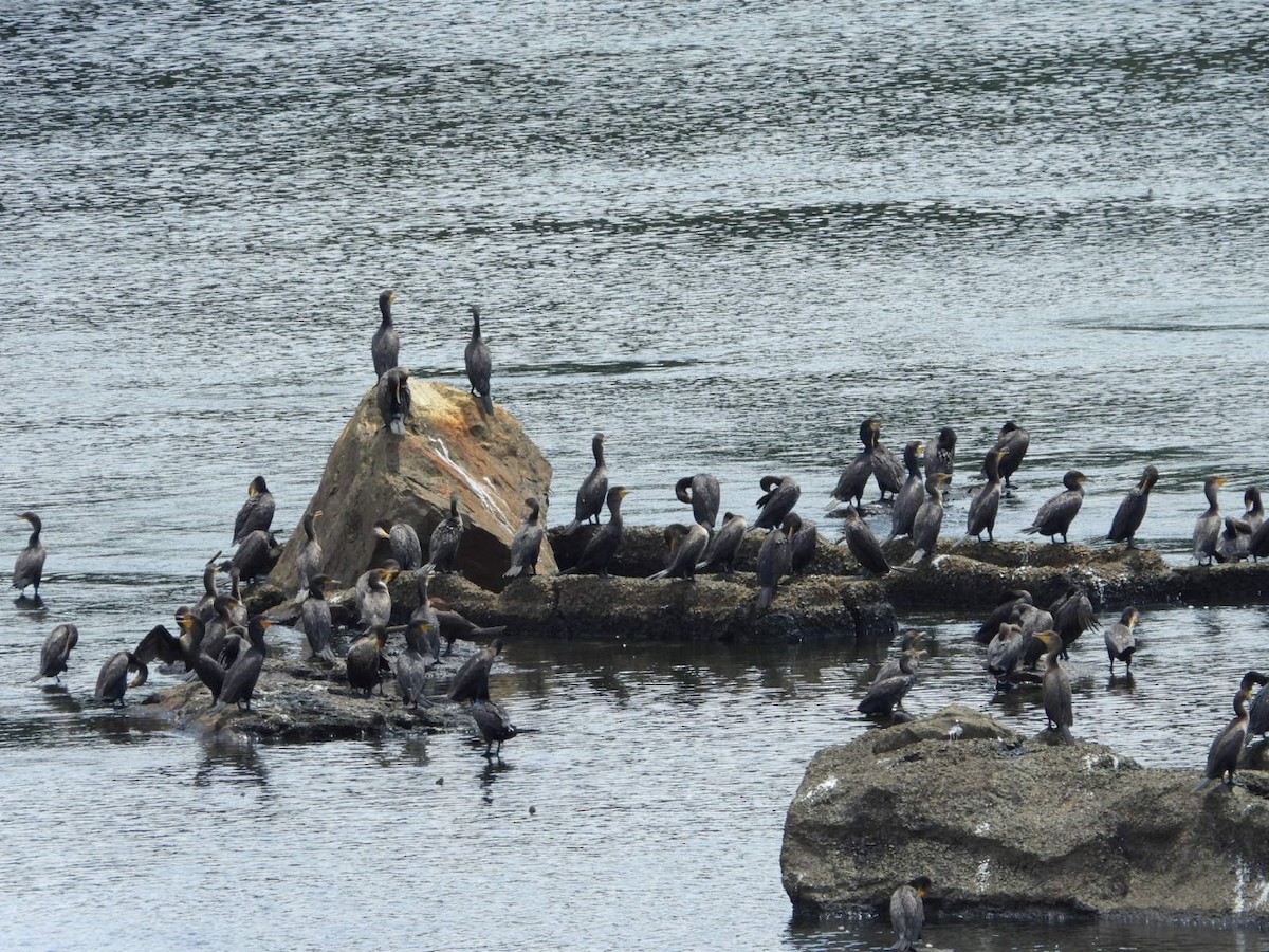 Cormorán Orejudo - ML639998726
