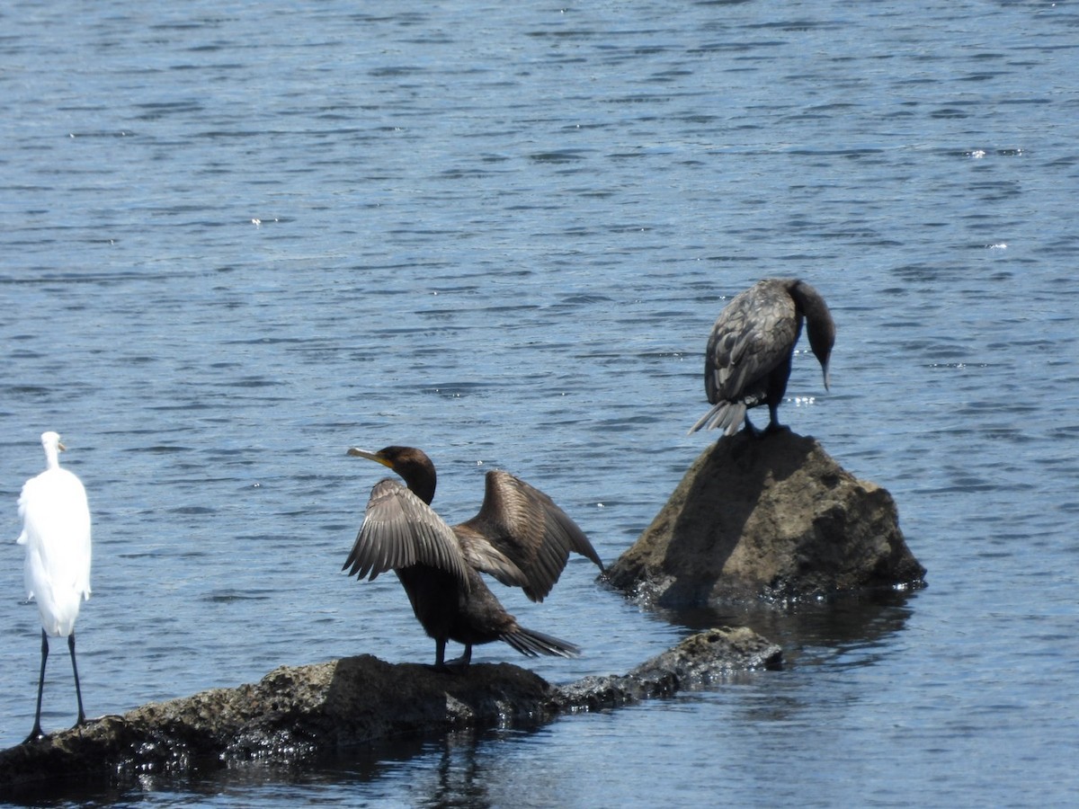 Cormorán Orejudo - ML639998727
