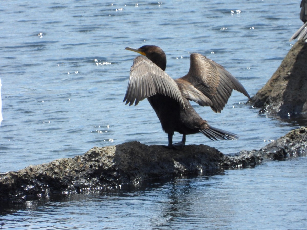Cormorán Orejudo - ML639998728