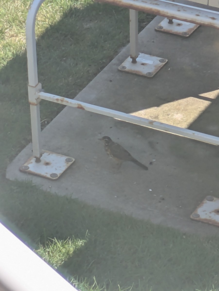 American Robin - ML639998732