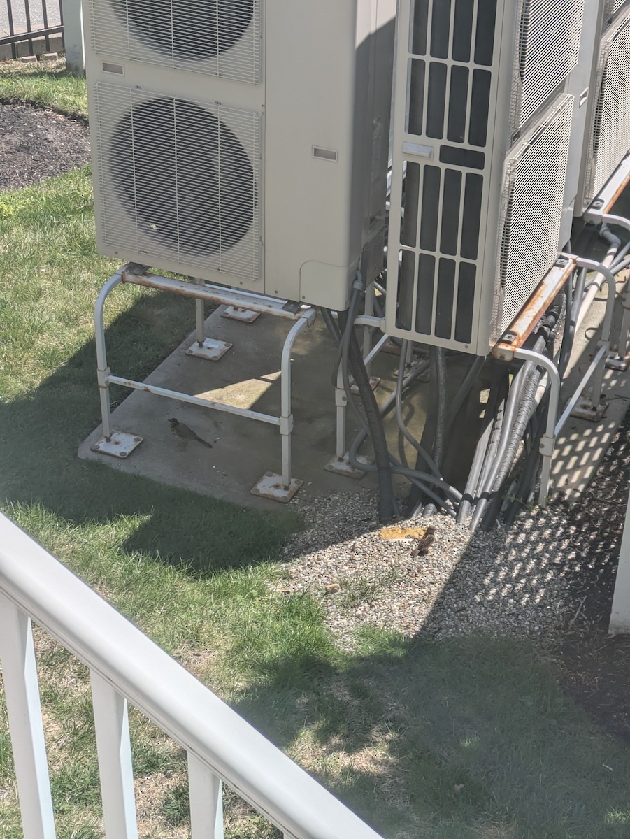 American Robin - ML639998733