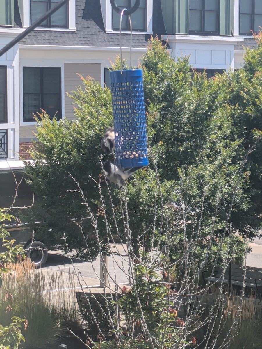 Black-capped Chickadee - ML639998750