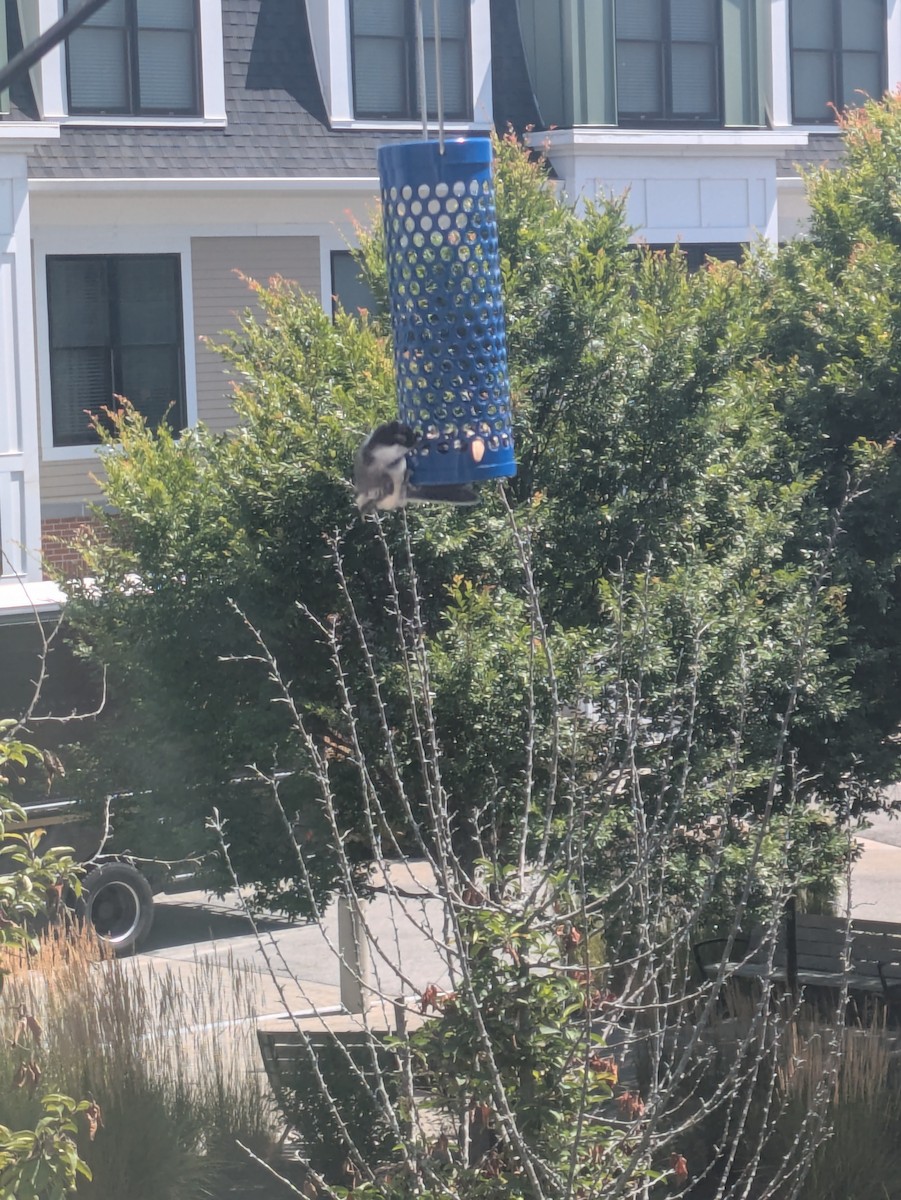 Black-capped Chickadee - ML639998751