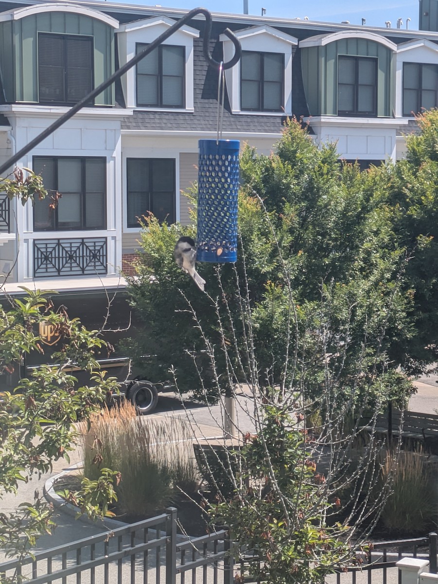 Black-capped Chickadee - ML639998752