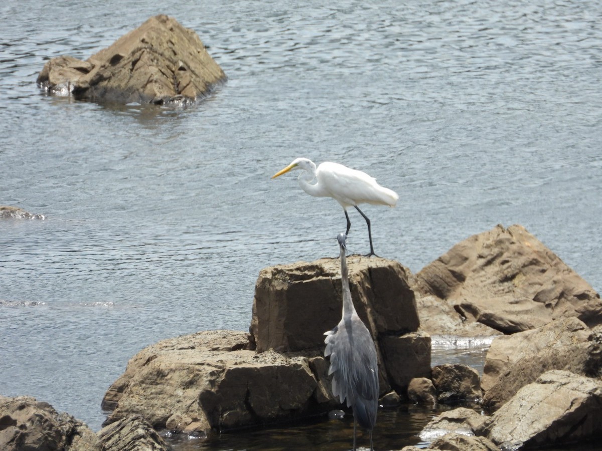 Garza Azulada - ML639998838