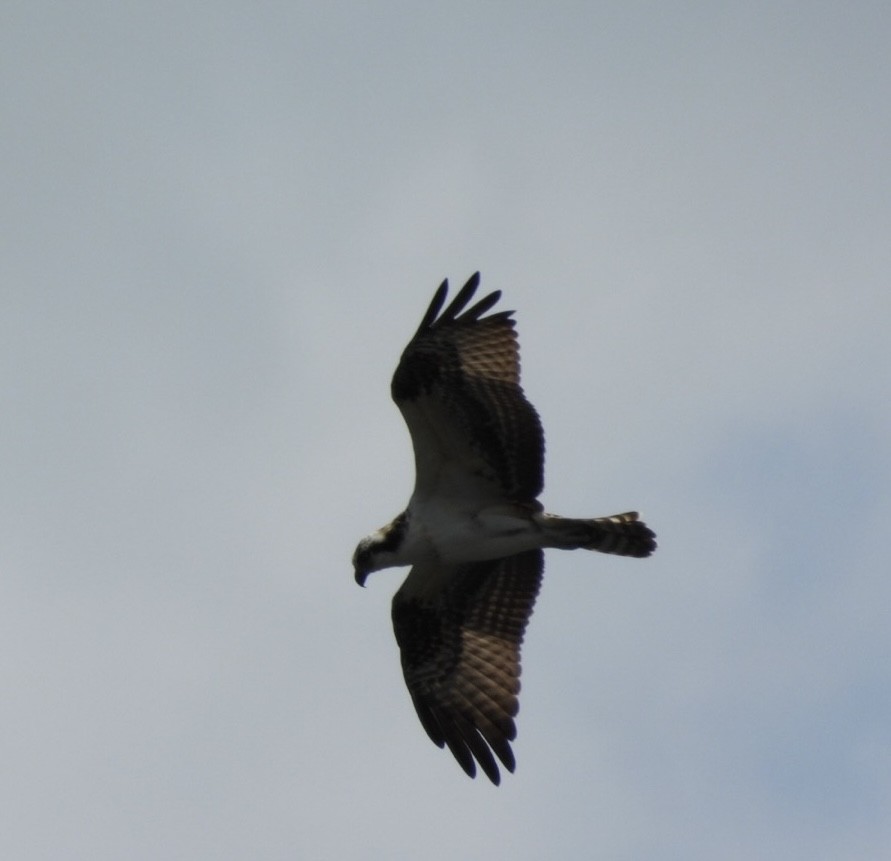 Águila Pescadora - ML639998861