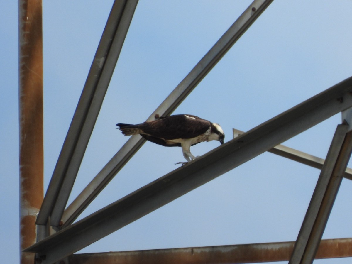 Águila Pescadora - ML639998862