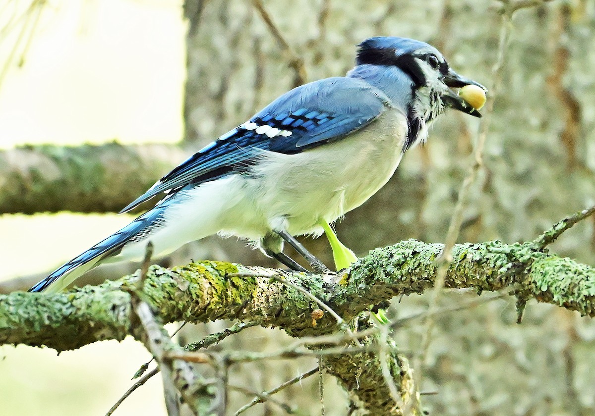 Blue Jay - ML639998916