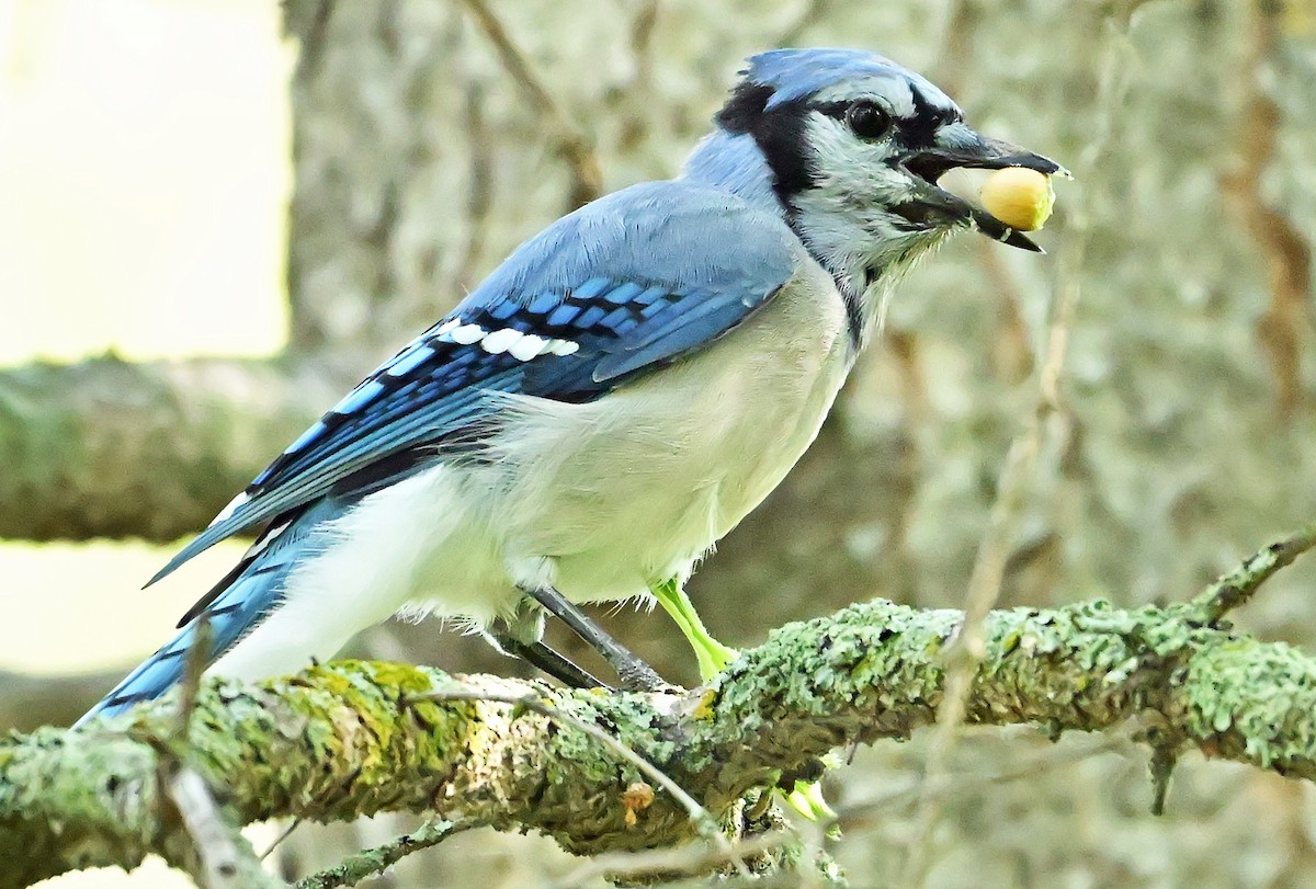 Blue Jay - ML639998917