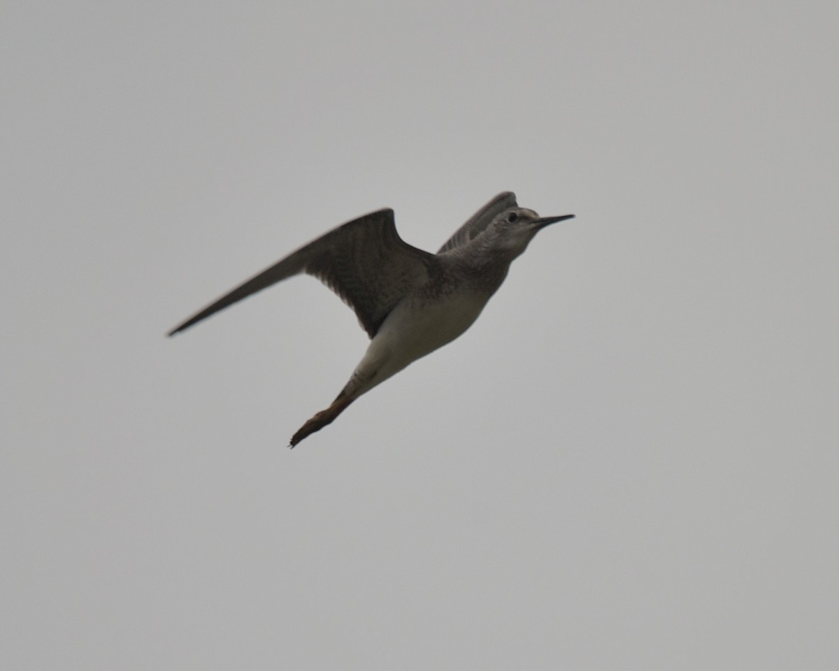 Lesser Yellowlegs - ML639998992