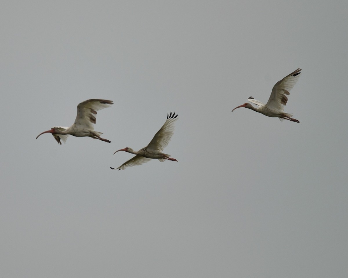 White Ibis - ML639999004