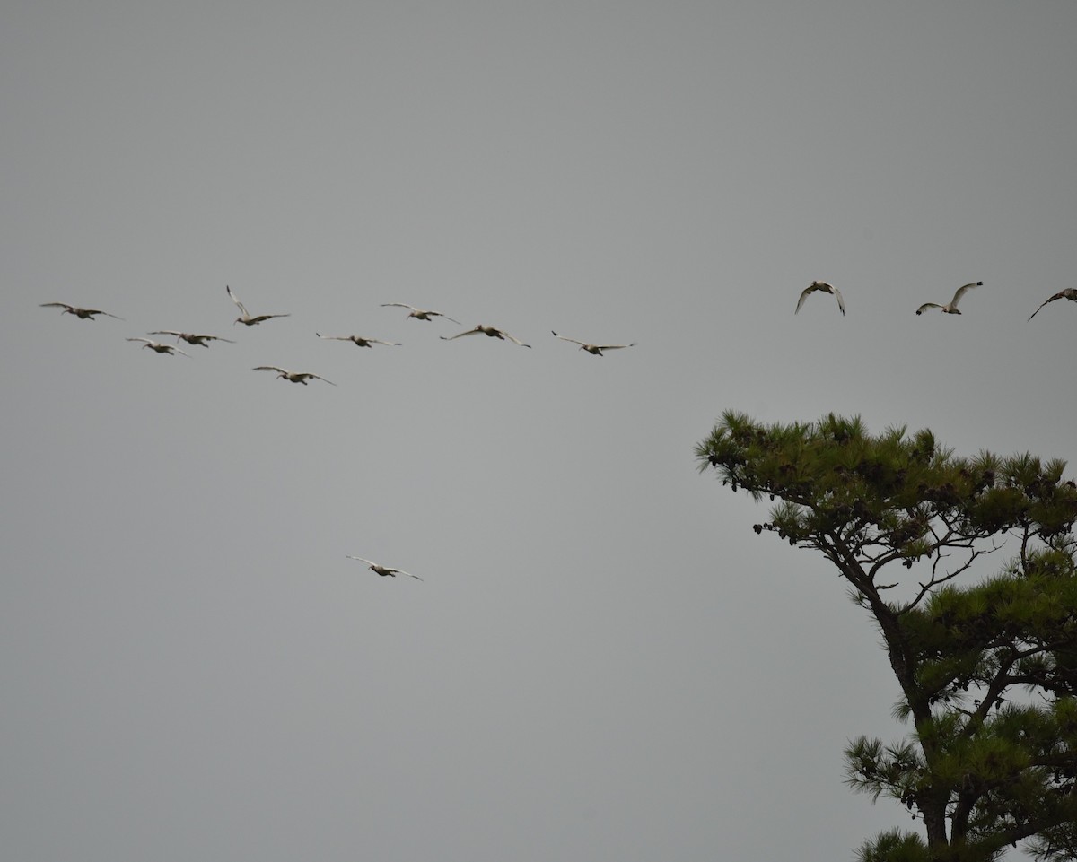 White Ibis - ML639999005