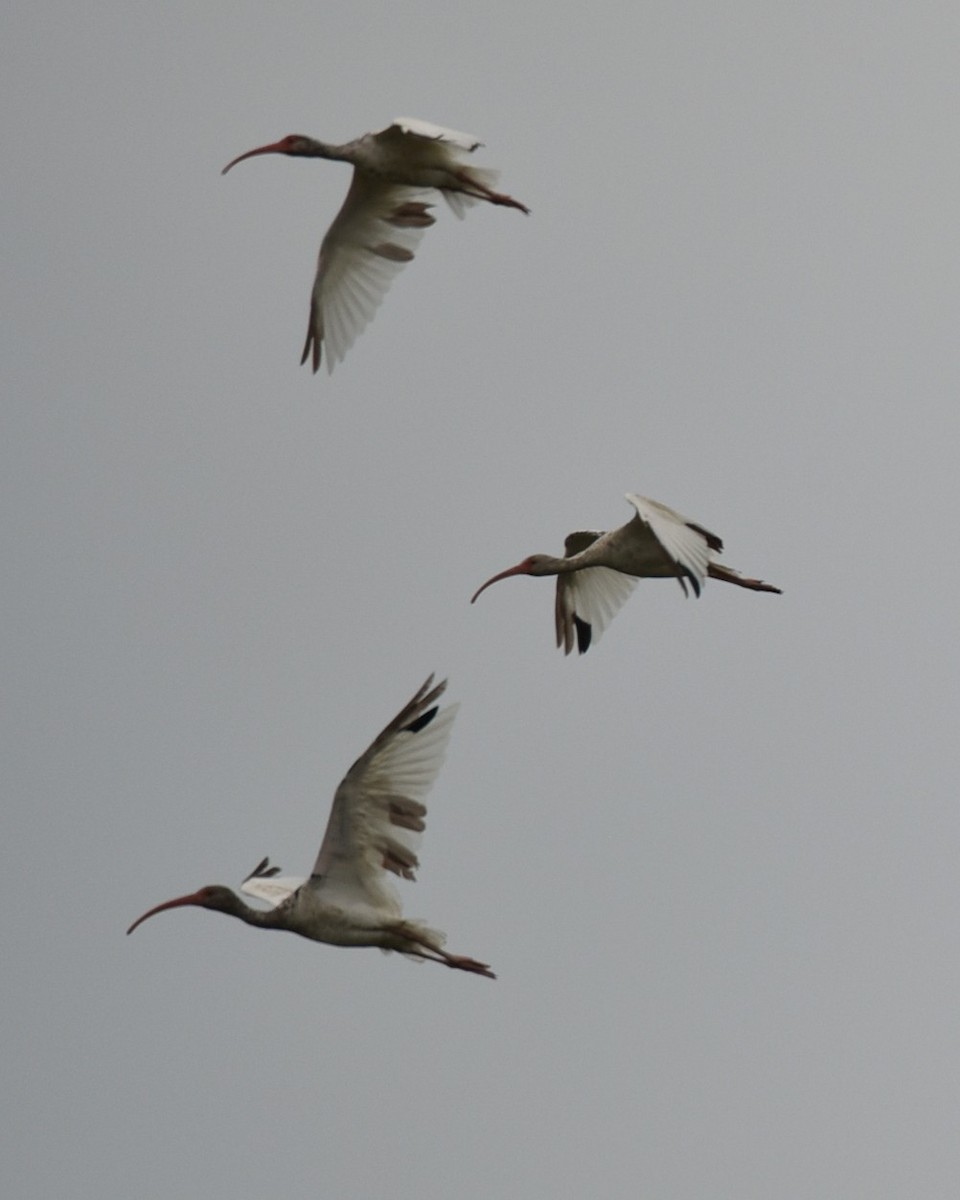 White Ibis - ML639999010