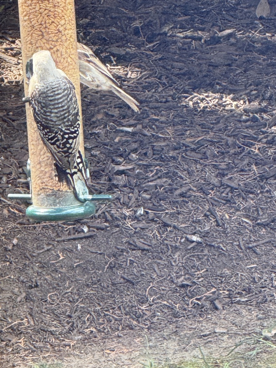 woodpecker sp. - ML639999031