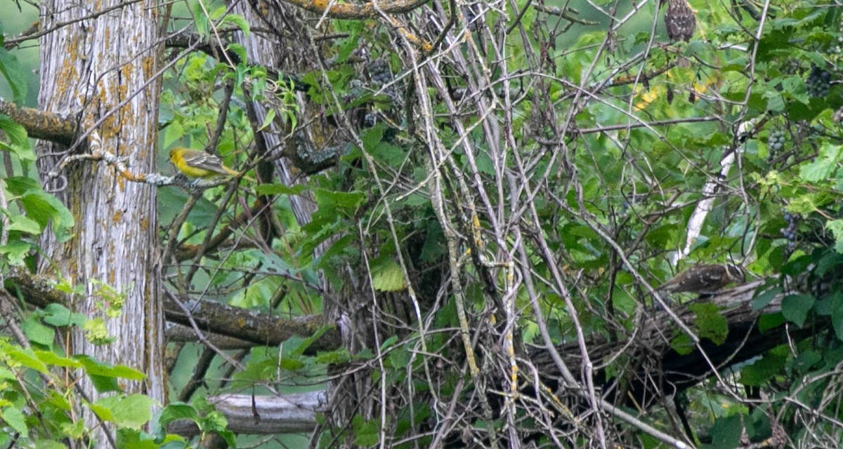 Yellow-throated Vireo - ML639999034