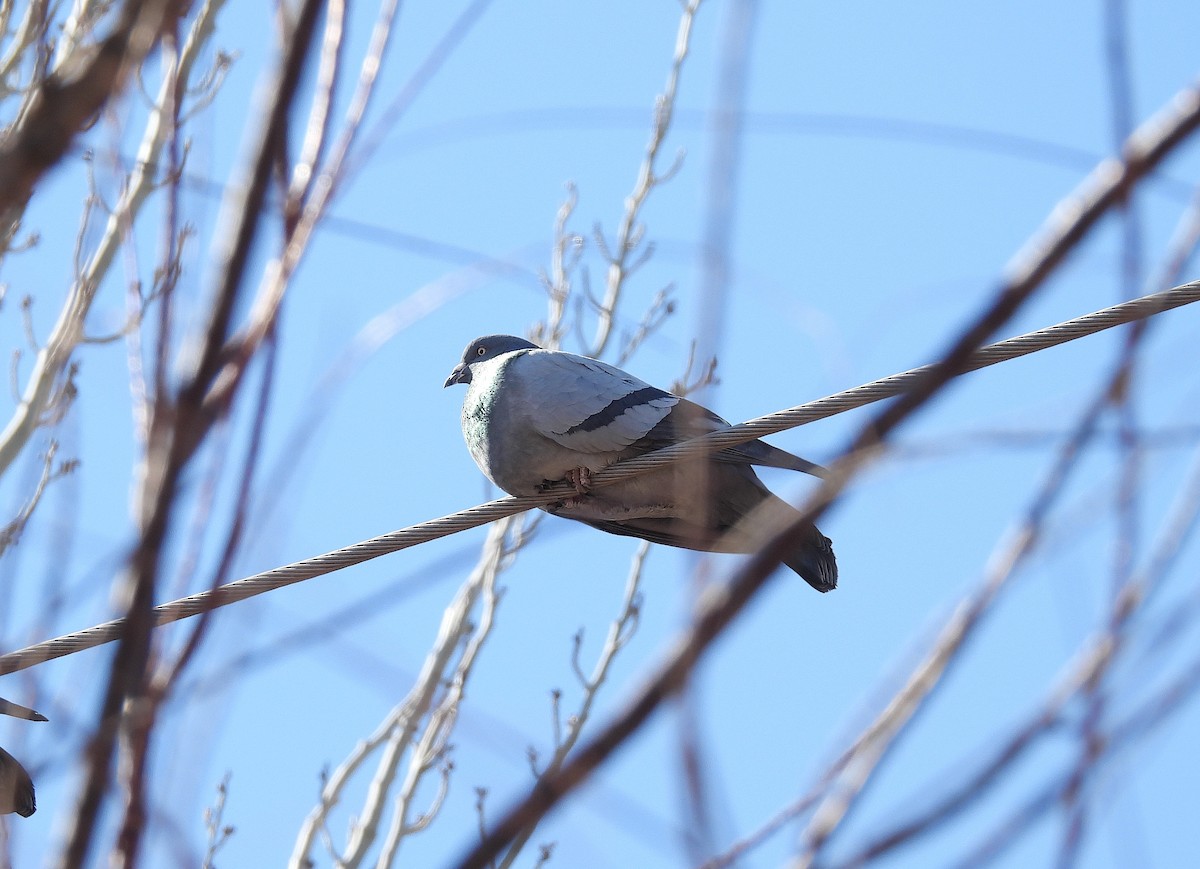 Rock Pigeon (Feral Pigeon) - ML639999057