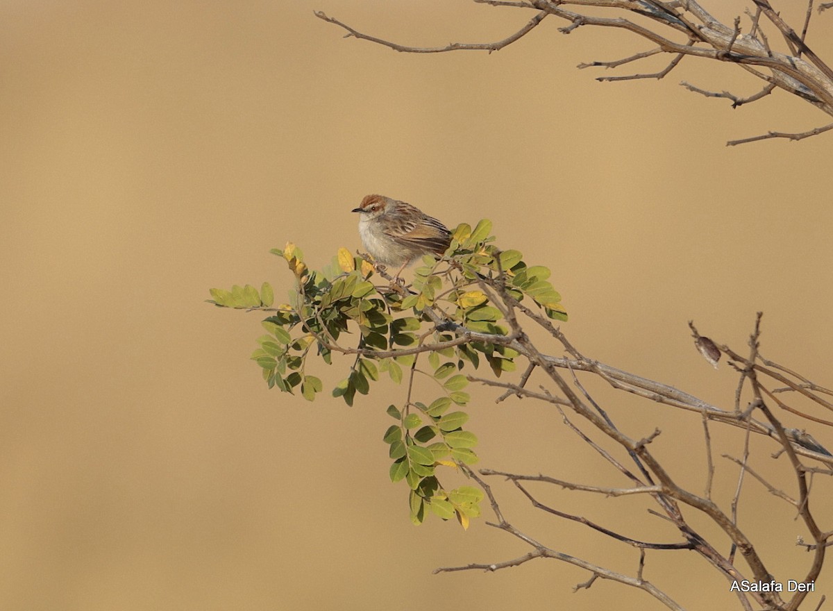 Tinkling Cisticola - ML639999065