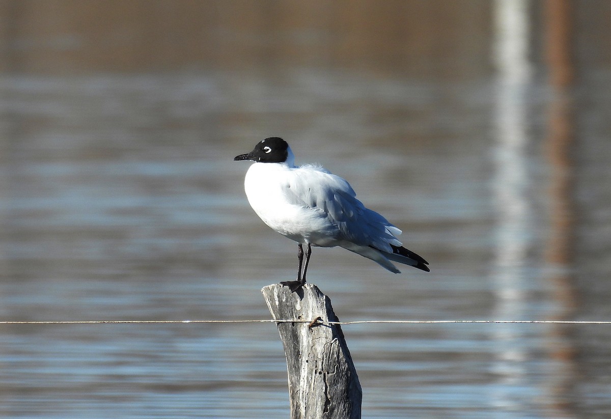 Andean Gull - ML639999085
