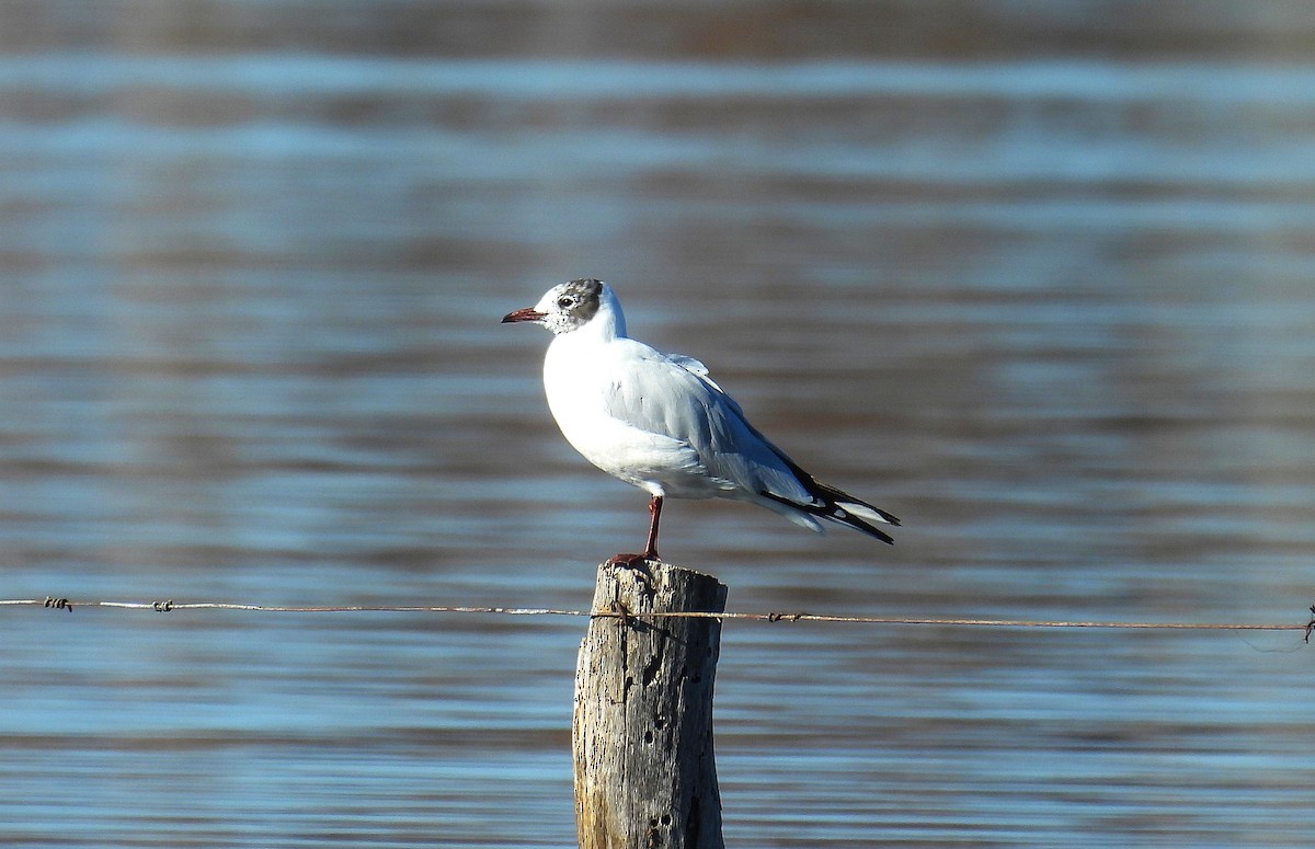 Brown-hooded Gull - ML639999107
