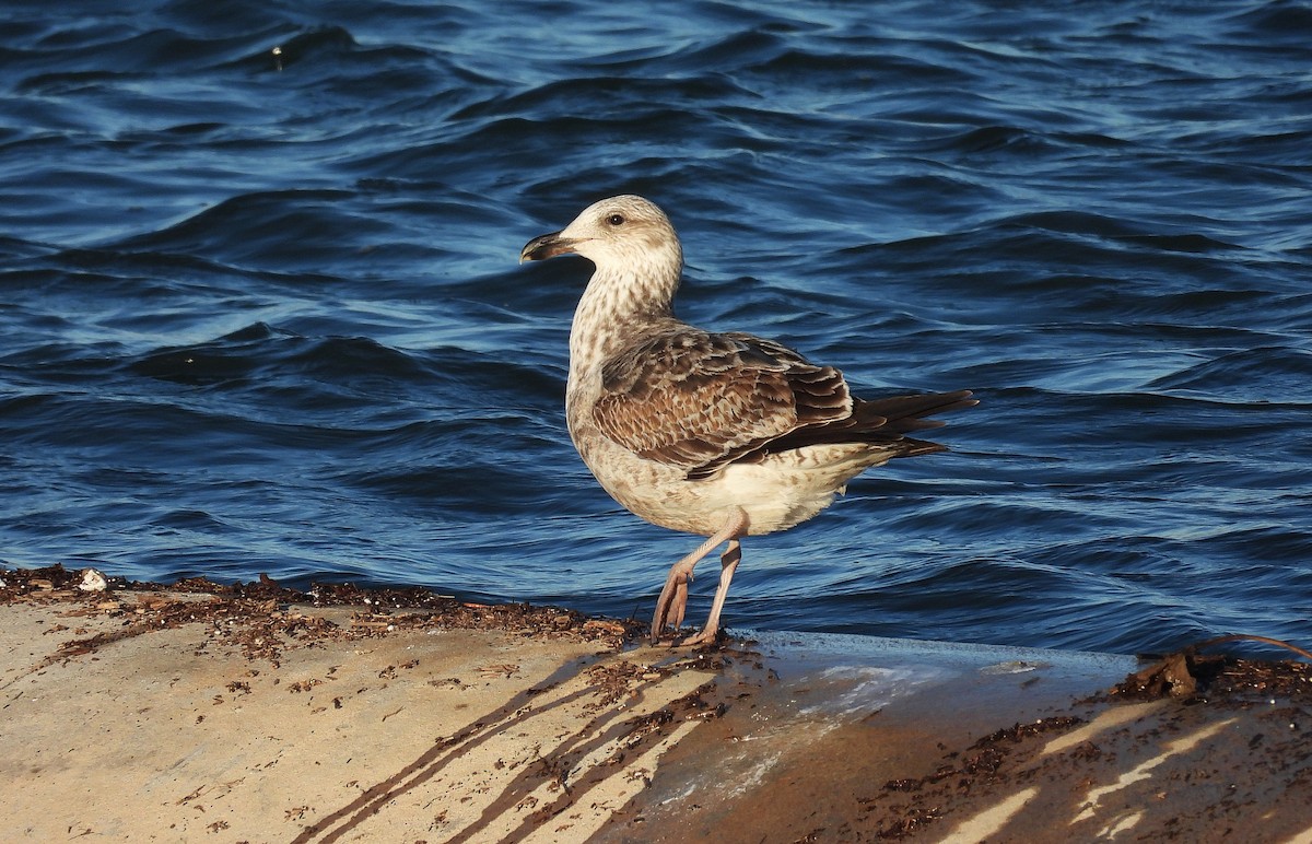 Kelp Gull - ML639999129