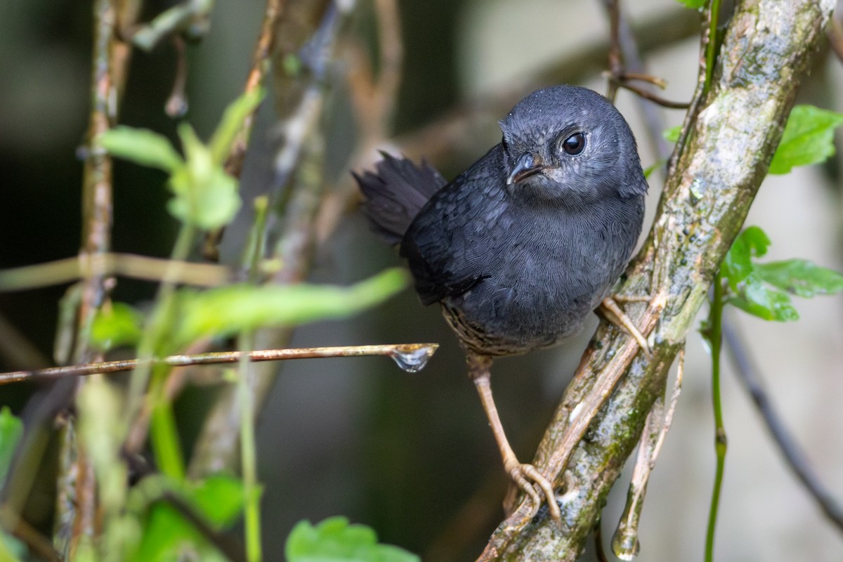 Planalto Tapaculo - ML639999132