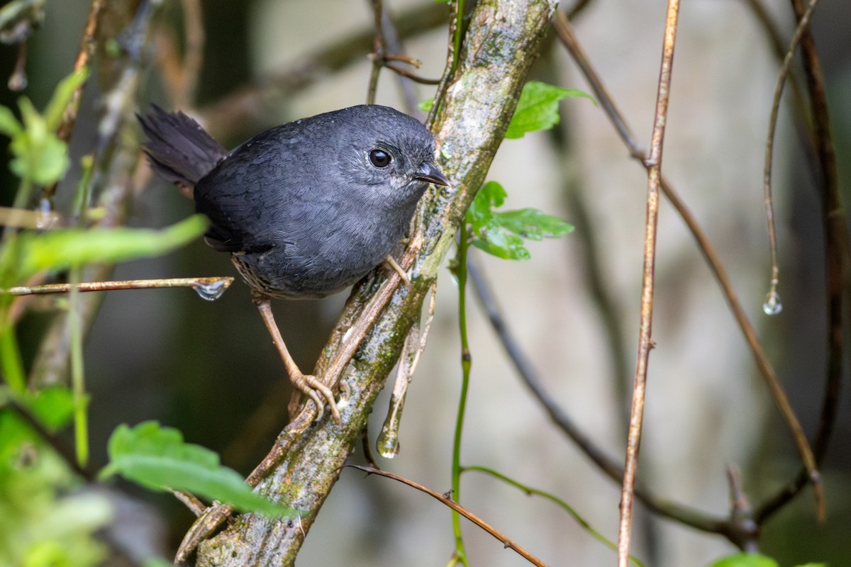 Planalto Tapaculo - ML639999133