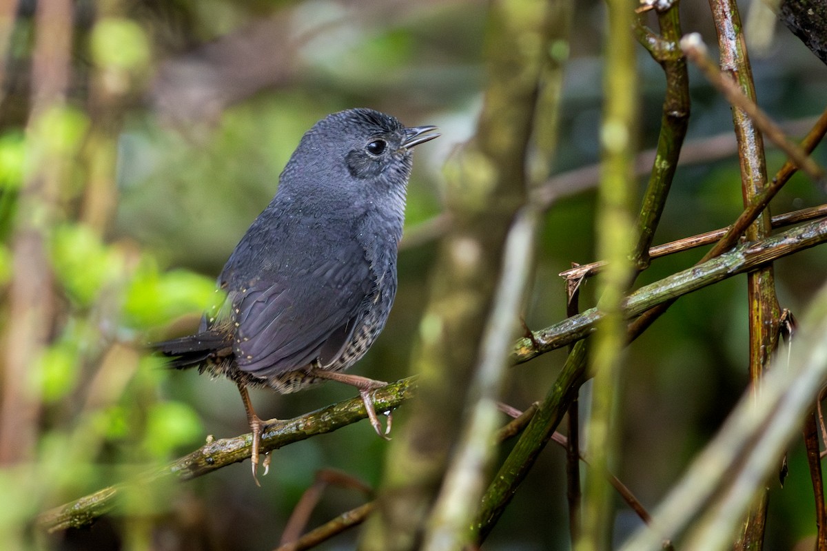 Planalto Tapaculo - ML639999134