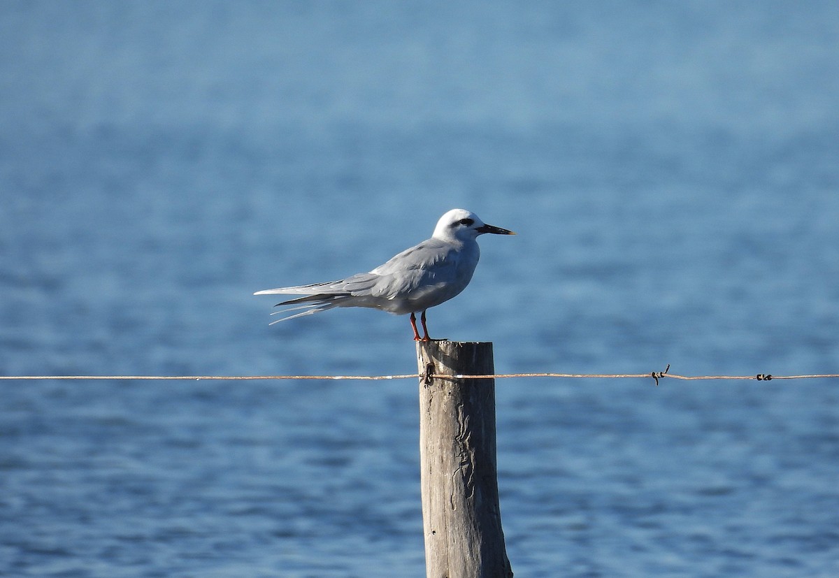 Snowy-crowned Tern - ML639999153