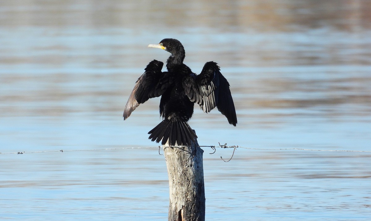 Neotropic Cormorant - ML639999165
