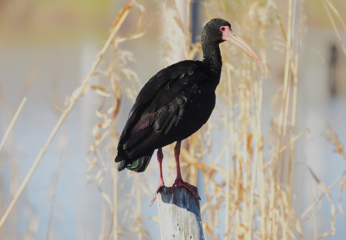 Bare-faced Ibis - ML639999173