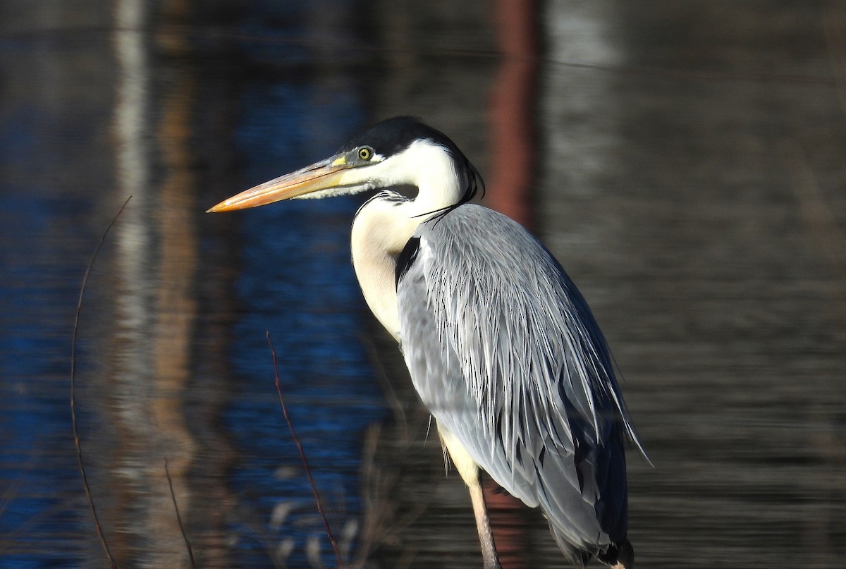 Cocoi Heron - ML639999182