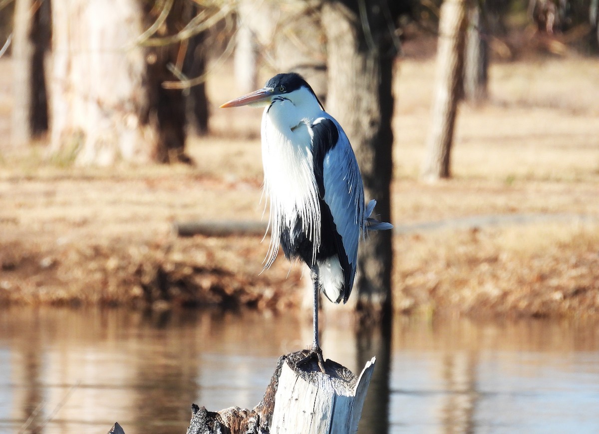 Cocoi Heron - ML639999184