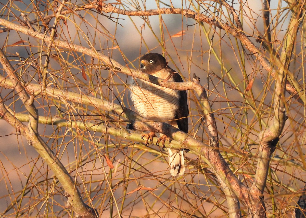 Roadside Hawk - ML639999187