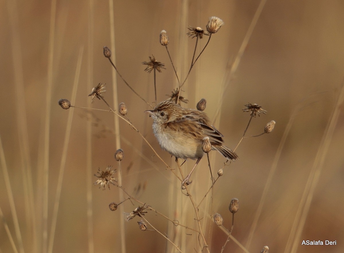 Cisticole pinc-pinc (groupe major) - ML639999194