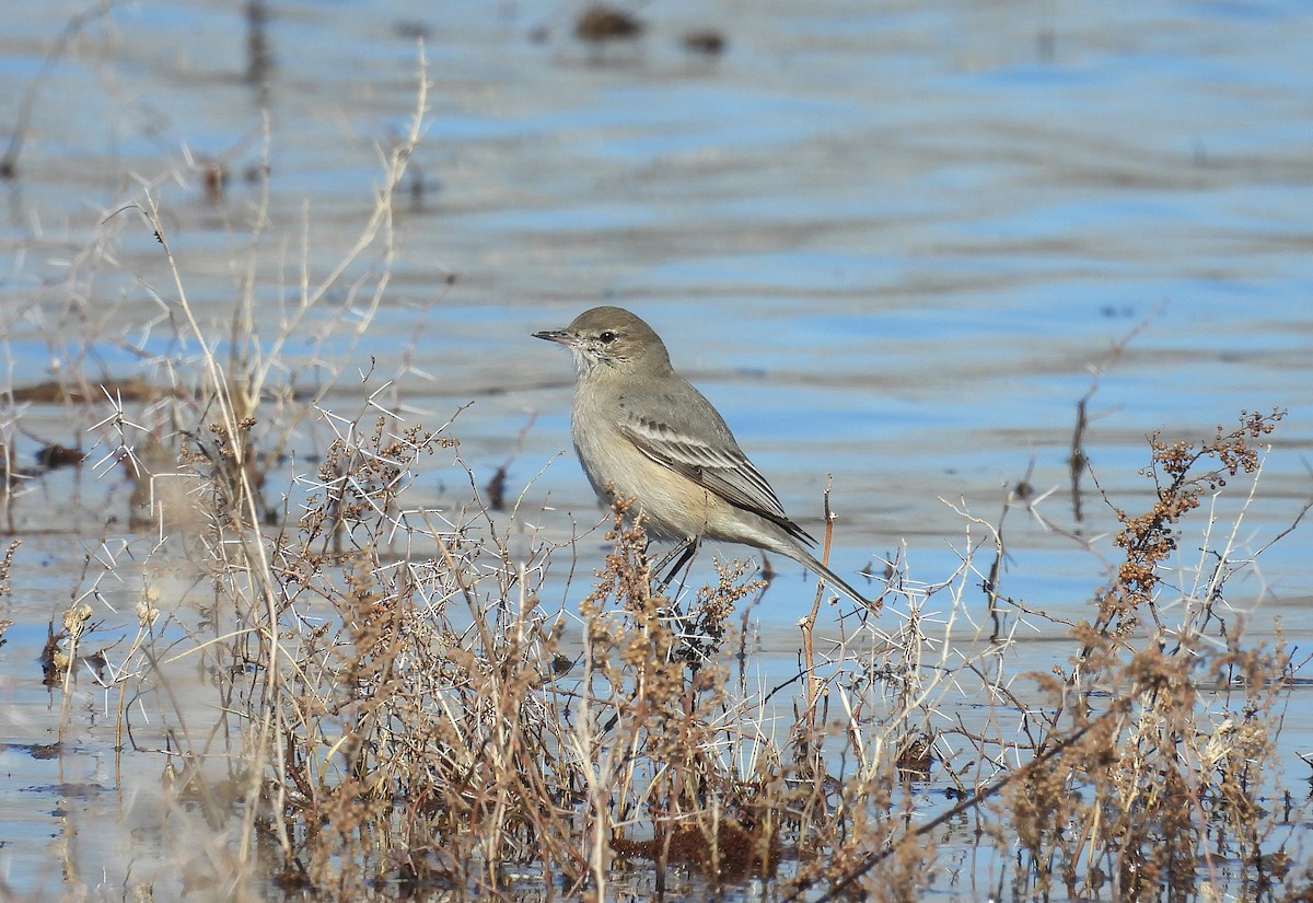 Lesser Shrike-Tyrant - ML639999198
