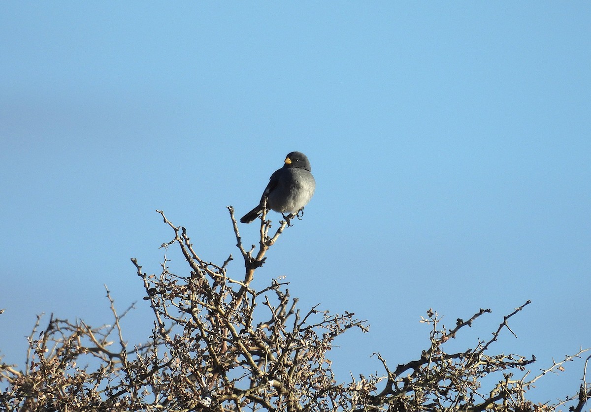 Band-tailed Seedeater - ML639999227