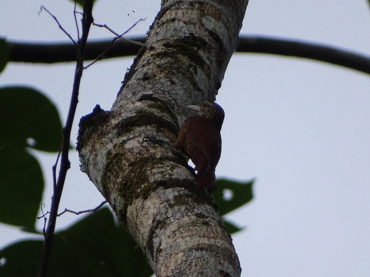 Zimmer's Woodcreeper - ML639999241