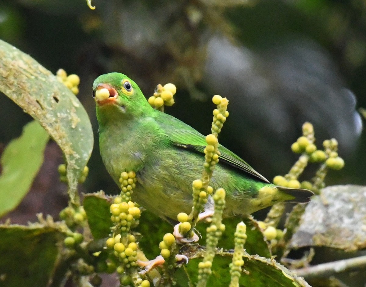 Yellow-collared Chlorophonia - ML639999283