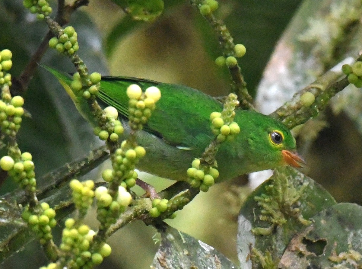 Yellow-collared Chlorophonia - ML639999284